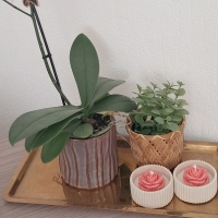 Bakje roos